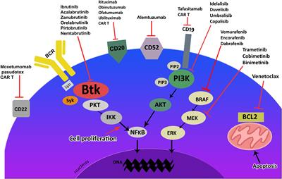 Editorial: Novel targeted drugs for indolent lymphoid malignancies